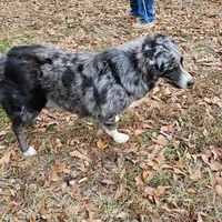 Tally, a female Australian Shepherd for sale in Rutherfordton, NC – Photo 2 of 7