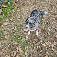 Tally, a female Australian Shepherd for sale in Rutherfordton, NC – Photo 5 of 7