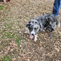 Tally, a female Australian Shepherd for sale in Rutherfordton, NC – Photo 6 of 7