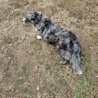 Tally, a female Australian Shepherd for sale in Rutherfordton, NC – Photo 7 of 7