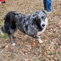 Tally, a female Australian Shepherd for sale in Rutherfordton, NC – Photo 1 of 7