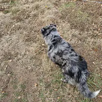 Tally, a female Australian Shepherd for sale in Rutherfordton, NC – Photo 4 of 7