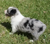 Shell, a female Australian Shepherd for sale in Rutherfordton, NC – 4 of 10