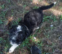 Laurel, a female Aussiedoodle for sale in Rutherfordton, NC – 6 of 10