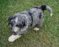 Murphy, a male Aussiedoodle for sale in Rutherfordton, NC – 3 of 10