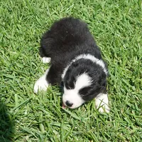 Delta, a female Australian Shepherd for sale in Rutherfordton, NC – 2 of 3