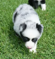 Fabio, a male Australian Shepherd for sale in Rutherfordton, NC – 4 of 10
