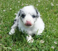 Molly, a female Australian Shepherd for sale in Rutherfordton, NC – 4 of 10