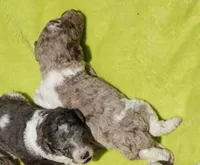 Boots, a male Poodle - Standard  for sale in Rutherfordton, NC – 6 of 8