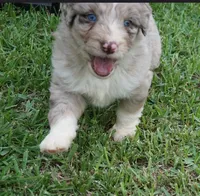 Aubry, a female Aussiedoodle for sale in Rutherfordton, NC – 6 of 10
