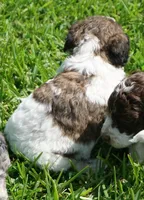 Bear, a male Poodle - Standard  for sale in Rutherfordton, NC – 8 of 10