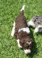 Romeo, a male Poodle - Standard  for sale in Rutherfordton, NC – 5 of 10