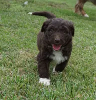 Lizzy, a female Aussiedoodle for sale in Rutherfordton, NC – 10 of 10