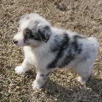 Stone, a male Australian Shepherd for sale in Rutherfordton, NC – Photo 7 of 9