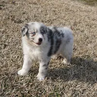Stone, a male Australian Shepherd for sale in Rutherfordton, NC – Photo 4 of 9