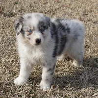 Stone, a male Australian Shepherd for sale in Rutherfordton, NC – Photo 9 of 9