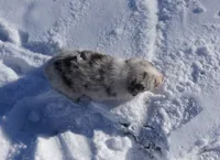 processed/afa53ab6-fe76-409e-98b6-34fe11438367/listing/be0d731f-1c14-47ff-bc57-2bc853d340b6/49b2c67f-be6c-4c07-98cd-c7e791adec4b