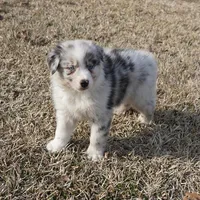 Stone, a male Australian Shepherd for sale in Rutherfordton, NC – Photo 6 of 9