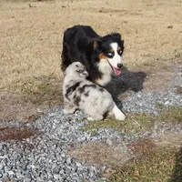 Stone, a male Australian Shepherd for sale in Rutherfordton, NC – Photo 3 of 9