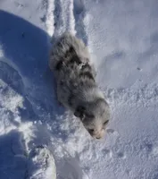 processed/afa53ab6-fe76-409e-98b6-34fe11438367/listing/be0d731f-1c14-47ff-bc57-2bc853d340b6/6ee9efba-3fbe-49fa-8f5a-4243a57ebda5