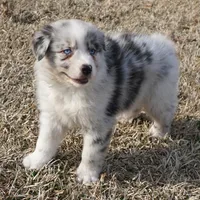 Stone, a male Australian Shepherd for sale in Rutherfordton, NC – Photo 1 of 9