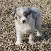 Stone, a male Australian Shepherd for sale in Rutherfordton, NC – Photo 2 of 9