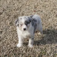 Stone, a male Australian Shepherd for sale in Rutherfordton, NC – Photo 8 of 9