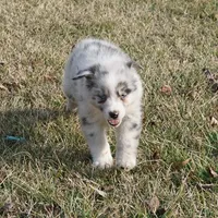 Stone, a male Australian Shepherd for sale in Rutherfordton, NC – Photo 5 of 9