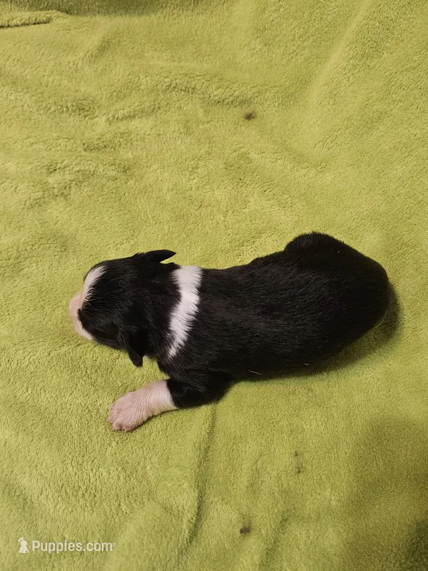 Sarg – Australian Shepherd puppy for sale in Rutherfordton, NC