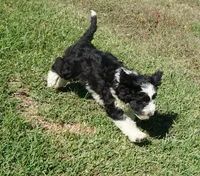 Manny, a male Aussiedoodle for sale in Rutherfordton, NC – 2 of 8