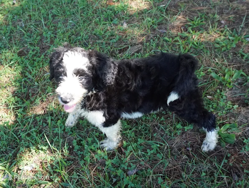 Manny – Aussiedoodle puppy for sale in Rutherfordton, NC