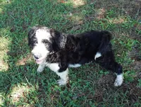 Manny, a male Aussiedoodle for sale in Rutherfordton, NC – 1 of 8