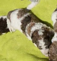 Patch, a male Poodle - Standard  for sale in Rutherfordton, NC – 5 of 6