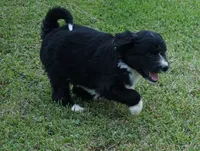 Doby, a male Aussiedoodle for sale in Rutherfordton, NC – 9 of 10