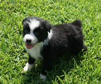 Delta, a female Australian Shepherd for sale in Rutherfordton, NC – 3 of 3