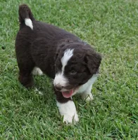 Duke, a male Aussiedoodle for sale in Rutherfordton, NC – 6 of 10