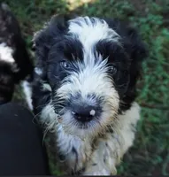 Manny, a male Aussiedoodle for sale in Rutherfordton, NC – 3 of 8