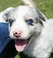 Dotty, a female Australian Shepherd for sale in Rutherfordton, NC – 4 of 10