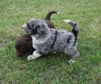 Murphy, a male Aussiedoodle for sale in Rutherfordton, NC – 2 of 10