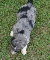 Murphy, a male Aussiedoodle for sale in Rutherfordton, NC – 10 of 10