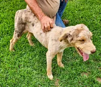 Wade, a male Aussiedoodle for sale in Rutherfordton, NC – 6 of 8