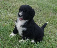 Doby, a male Aussiedoodle for sale in Rutherfordton, NC – 7 of 10