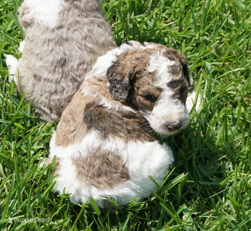 Patch – Poodle - Standard  puppy for sale in Rutherfordton, NC