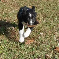Lil, a female Australian Shepherd for sale in Rutherfordton, NC – Photo 4 of 10