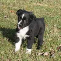 Lil, a female Australian Shepherd for sale in Rutherfordton, NC – Photo 7 of 10