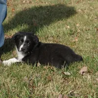 Lil, a female Australian Shepherd for sale in Rutherfordton, NC – Photo 10 of 10