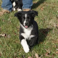 Lil, a female Australian Shepherd for sale in Rutherfordton, NC – Photo 3 of 10