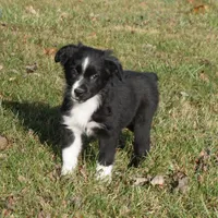Lil, a female Australian Shepherd for sale in Rutherfordton, NC – Photo 8 of 10