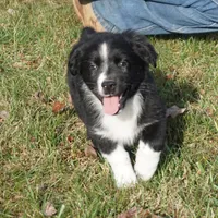 Lil, a female Australian Shepherd for sale in Rutherfordton, NC – Photo 9 of 10