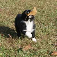 Lil, a female Australian Shepherd for sale in Rutherfordton, NC – Photo 6 of 10